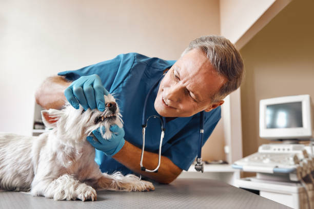 Best Emergency Root Canal Treatment in Hickory Hls, IL